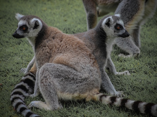 South Lakes Safari Zoo, Hotel in Barrow-in-Furness | The Chetwynde Hotel
